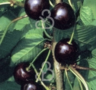 Prunus a. 'Kordia' | Kersenboom | Leivorm