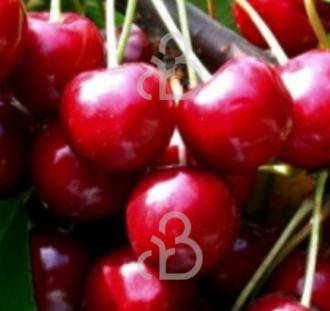 Prunus a. 'Summit' | Kersenboom