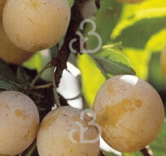 Prunus d. 'Mirabelle de Metz' | Pruimenboom