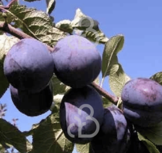 Prunus d. 'President' | Pruimenboom