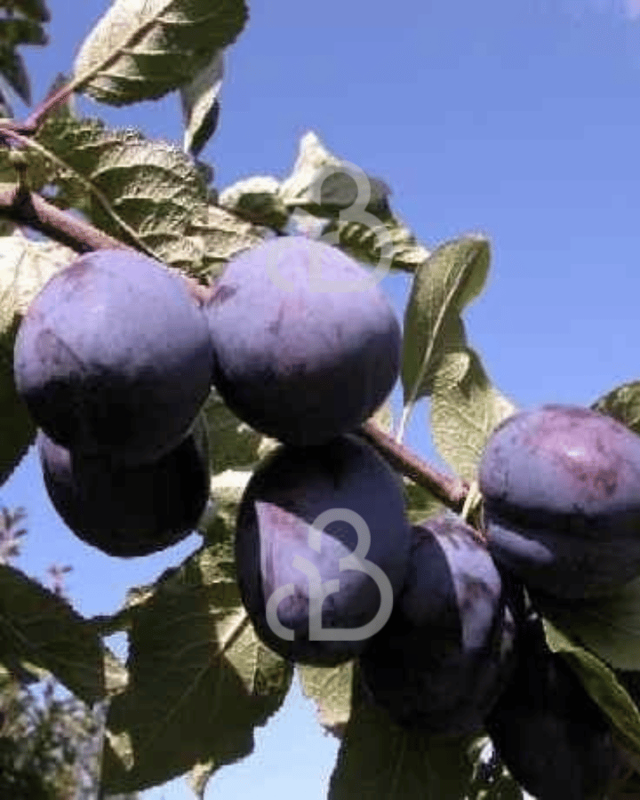 Prunus d. 'President' | Pruimenboom