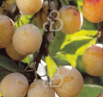 Prunus d. 'Mirabelle de Nancy' | Pruimenboom | Leivorm