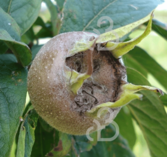Mespilus germanica 'Bredase Reus' | Mispelboom