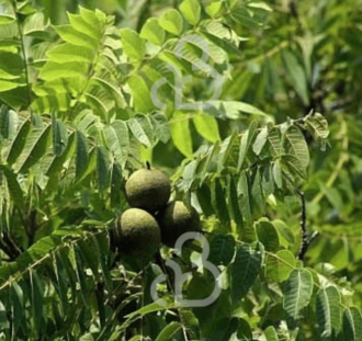 Juglans nigra | Notenboom
