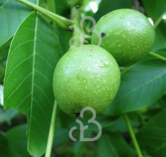 Juglans regia | Notenboom