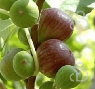 Ficus carica 'Brown Turkey' | Vijgenboom