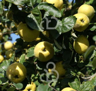 Cydonia oblonga 'Champion' | Kweepeerboom