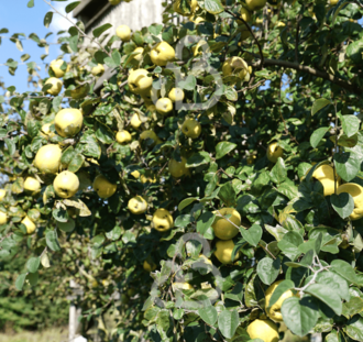 Cydonia oblonga 'Robusta' | Kweepeerboom