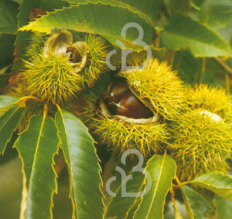 Castanea sativa | Tamme kastanje  | Voedselbos