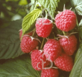 Rubus idaeus 'Autumn Bliss' | Herfstframboos  | Kleinfruit