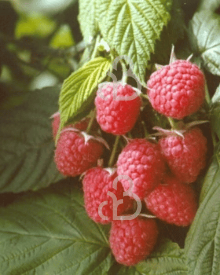 Rubus idaeus 'Autumn Bliss' | Herfstframboos  | Kleinfruit