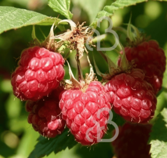 Rubus idaeus 'Meeker' | Zomerframboos  | Kleinfruit