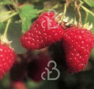 Rubus idaeus 'Tulameen' | Zomerframboos | Kleinfruit