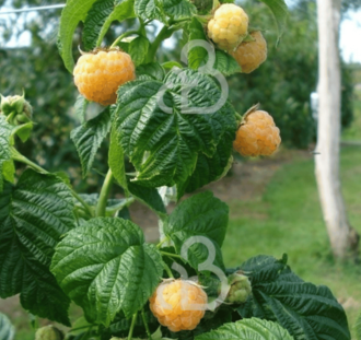 Rubus idaeus 'Fallgold' | Herfstframboos | Kleinfruit