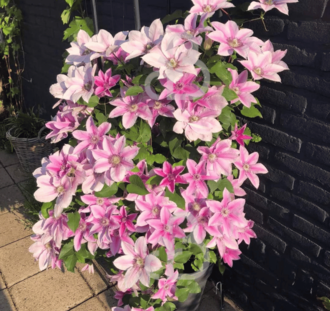 Clematis 'Nelly Moser' | Bosrank | Klimplanten
