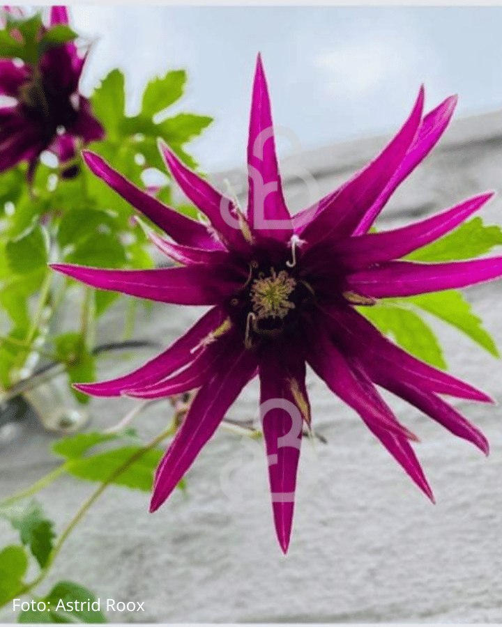 Clematis 'Octopus'  | Bosrank | Klimplanten