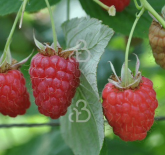 Rubus idaeus 'Aroma Queen' | Herfstframboos  | Kleinfruit