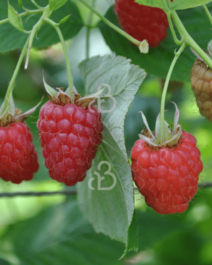 Rubus idaeus 'Aroma Queen' | Herfstframboos  | Kleinfruit