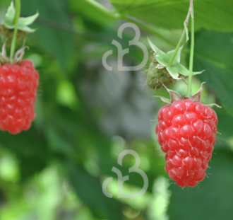 Rubus idaeus 'Himbotop' | Herfstframboos | Kleinfruit