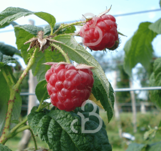 Rubus idaeus 'Malling Promise' | Zomerframboos  | Kleinfruit container