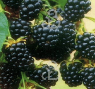 Rubus frut. 'Chester Thornless' | Doornloze braam  | Kleinfruit