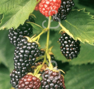 Rubus frut. 'Navaho' | Bramenstruik  | Kleinfruit