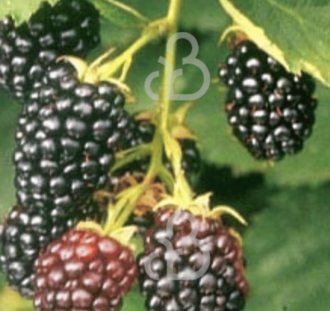 Rubus frut. 'Hull Thornless' | Doornloze braam | Kleinfruit