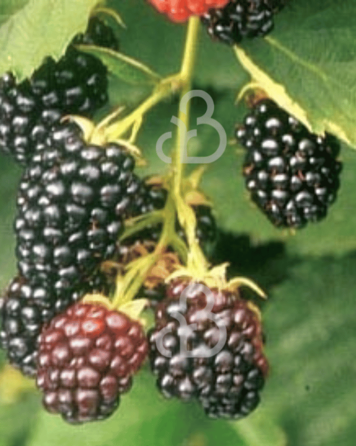 Rubus frut. 'Hull Thornless' | Doornloze braam | Kleinfruit