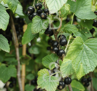 Ribes nigrum 'Ben Nevis' | Zwarte bes | Kleinfruit