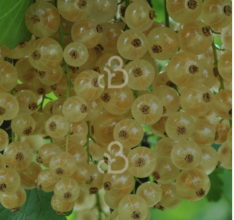 Ribes rubrum 'Witte Hollander' | Witte bes | Kleinfruit