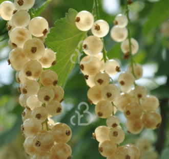 Ribes rubrum 'Werdavia' | Witte bes | Kleinfruit