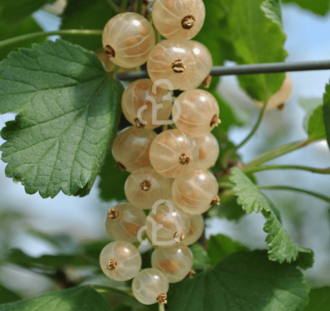 Ribes rubrum 'Witte Parel' | Witte bes | Kleinfruit