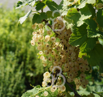 Ribes rubrum 'Blanka' | Witte bes | Kleinfruit