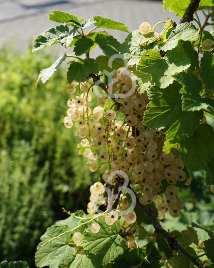 Ribes rubrum 'Blanka' | Witte bes | Kleinfruit