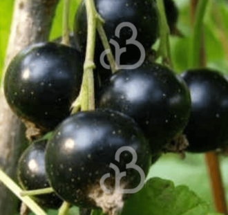 Ribes nigrum 'Bona' | Zwarte bes | Kleinfruit