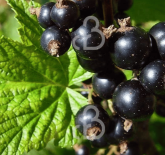 Ribes nigrum 'Black Reward' | Zwarte bes | Kleinfruit