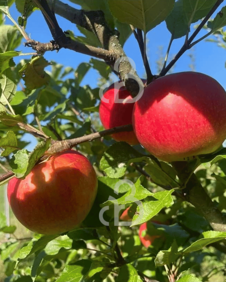 Malus d. 'Santana' | Appelboom