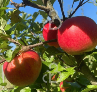 Malus d. 'Santana' | Appelboom | Leivorm