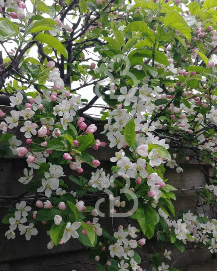 Malus 'Red Sentinel' | Sierappelboom | Leivorm