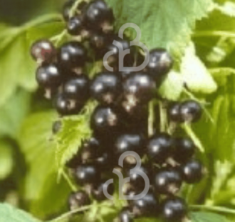 Ribes nigrum 'Silvergieter's Zwarte' | Zwarte bes | Kleinfruit