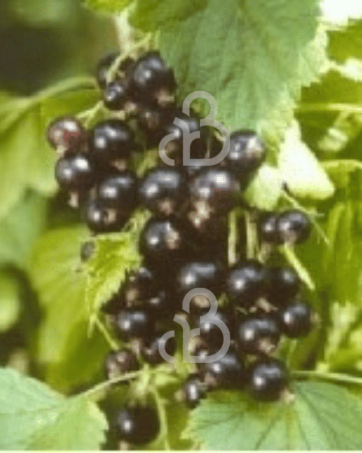 Ribes nigrum 'Silvergieter's Zwarte' | Zwarte bes | Kleinfruit