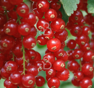 Ribes rubrum 'Jonkheer van Tets' | Rode bes  | Kleinfruit