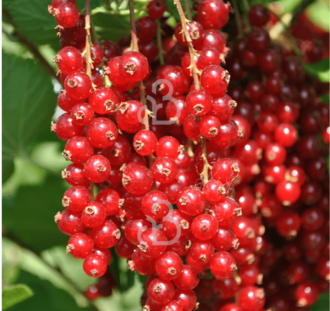 Ribes rubrum 'Junifer' | Rode bes  | Kleinfruit