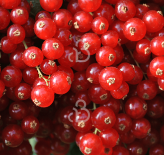 Ribes rubrum 'Red Poll' | Rode bes  | Kleinfruit
