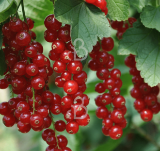 Ribes rubrum. 'Rolan' | Rode bes | Kleinfruit
