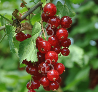 Ribes rubrum 'Rosetta' | Rode bes  | Kleinfruit