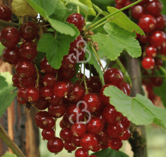 Ribes rubrum 'Stanza' | Rode bes  | Kleinfruit