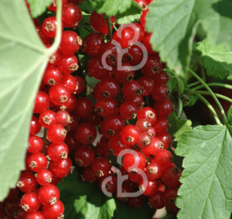 Ribes rubrum 'Augustus' | Rode bessen | Kleinfruit