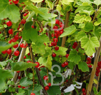 Ribes rubrum 'Roodneus' | Rode bes | Kleinfruit