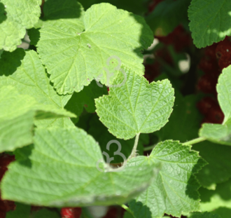 Ribes rubrum 'Red Lake' | Rode bes | Kleinfruit